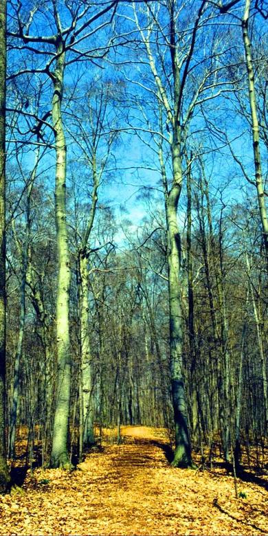 The Sacred Grove in Early Spring